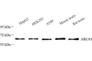Western blot analysis of ARCN1 (ABIN7073111),at dilution of 1: 500 (ARCN1 Antikörper)