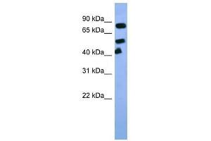 Arnt antibody used at 0. (ARNT Antikörper  (C-Term))
