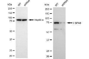 Western blotting analysis using HSPA8 antibody (ABIN7798859).