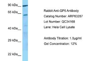 Western Blotting (WB) image for anti-Glycoprotein V (Platelet) (GP5) (C-Term) antibody (ABIN2789435) (GP5 Antikörper  (C-Term))