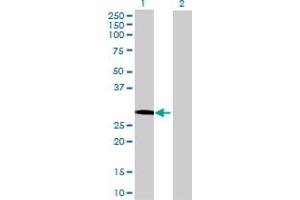 Western Blot analysis of GOSR1 expression in transfected 293T cell line by GOSR1 MaxPab polyclonal antibody. (GS28 Antikörper  (AA 1-250))