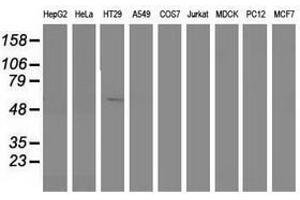 Image no. 1 for anti-Sorting Nexin 8 (SNX8) antibody (ABIN1501042) (SNX8 Antikörper)
