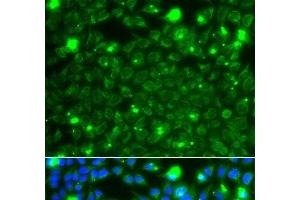 Immunofluorescence analysis of A549 cells using HSPE1 Polyclonal Antibody (HSPE1 Antikörper)