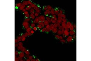 Immunofluorescence Analysis of MCF-7 cells labeling Cathepsin D with Cathepsin D Mouse Monoclonal Antibody (CTSD/3276).