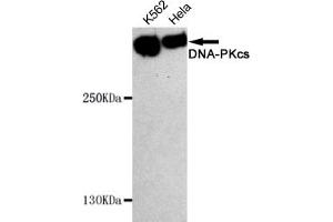 Western blot detection of DNA-PKcs in Hela and K562 cell lysates using DNA-PKcs mouse mAb (1:1000 diluted). (PRKDC Antikörper)