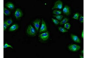 Immunofluorescent analysis of A549 cells using ABIN7166468 at dilution of 1:100 and Alexa Fluor 488-congugated AffiniPure Goat Anti-Rabbit IgG(H+L) (F2RL1 Antikörper  (AA 348-397))