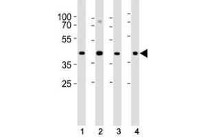 Western blot analysis of lysate from (1) HeLa, (2) U-87 MG, (3) rat C6 cell line and (4) mouse heart tissue lysate using Connexin 43 antibody at 1:1000.