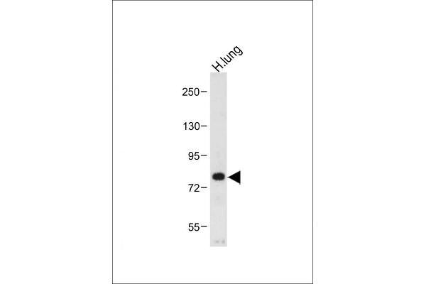 MUC20 Antikörper  (C-Term)