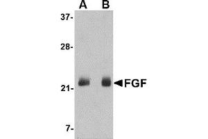 Western Blotting (WB) image for anti-Fibroblast Growth Factor 4 (FGF4) (C-Term) antibody (ABIN1030394) (FGF4 Antikörper  (C-Term))