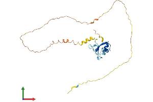 AlphaFold protein structure predicition of Human Recombinant SRSF10 Protein, UniprotID O75494