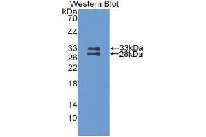 Western Blotting (WB) image for anti-Apolipoprotein A-I (APOA1) (AA 25-264) antibody (ABIN1077813) (APOA1 Antikörper  (AA 25-264))