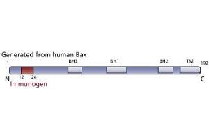 Image no. 2 for anti-BCL2-Associated X Protein (BAX) (N-Term) antibody (ABIN967537) (BAX Antikörper  (N-Term))