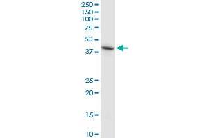 HS6ST1 monoclonal antibody (M05A), clone 1H4.