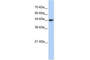 WB Suggested Anti-CPN1 Antibody Titration: 0. (CPN1 Antikörper  (Middle Region))