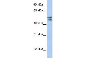 WB Suggested Anti-TRMU Antibody Titration:  0. (TRMU Antikörper  (C-Term))