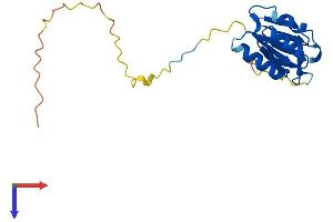 NDUFAF3 Protein (AA 1-184) (His tag)