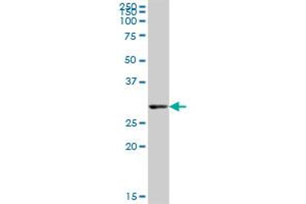 PEX26 Antikörper  (AA 1-305)