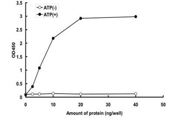 ULK3 Protein (AA 1-472) (GST tag)