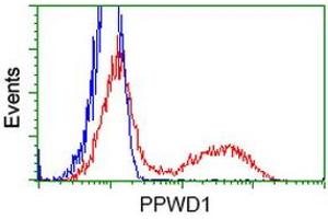 HEK293T cells transfected with either RC204570 overexpress plasmid (Red) or empty vector control plasmid (Blue) were immunostained by anti-PPWD1 antibody (ABIN2453499), and then analyzed by flow cytometry. (PPWD1 Antikörper)