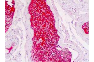 Anti-SERPINA1 / Alpha 1 Antitrypsin antibody IHC staining of human colon, vessel plasma. (SERPINA1 Antikörper)