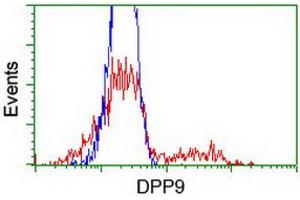 HEK293T cells transfected with either RC224465 overexpress plasmid (Red) or empty vector control plasmid (Blue) were immunostained by anti-DPP9 antibody (ABIN2455565), and then analyzed by flow cytometry. (DPP9 Antikörper)