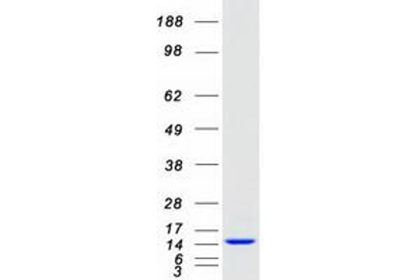 EIF1 Protein (Myc-DYKDDDDK Tag)