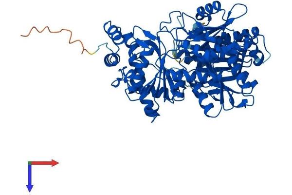 PGM2L1 Protein (AA 1-621) (His tag)