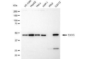 anti-Endo/exonuclease (5'-3'), Endonuclease G-Like (EXOG) antibody