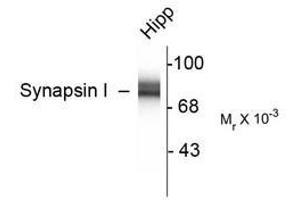 Image no. 2 for anti-Synapsin I (SYN1) antibody (ABIN305714) (SYN1 Antikörper)