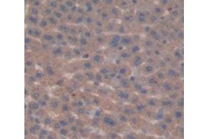 IHC-P analysis of Rat Tissue, with DAB staining. (FDFT1 Antikörper  (AA 187-416))