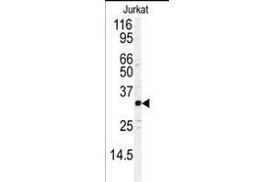 Western blot analysis of anti-JUND Antibody  (ABIN391618 and ABIN2837971) in Jurkat cell line lysates (35 μg/lane). (JunD Antikörper  (AA 233-262))