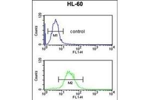 IGH Antibody (C-Term) (ABIN652729 and ABIN2837850) flow cytometric analysis of HL-60 cells (bottom histogram) compared to a negative control cell (top histogram). (IgH Antikörper  (C-Term))