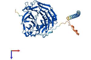 CORO1C Protein (AA 1-474) (His tag)
