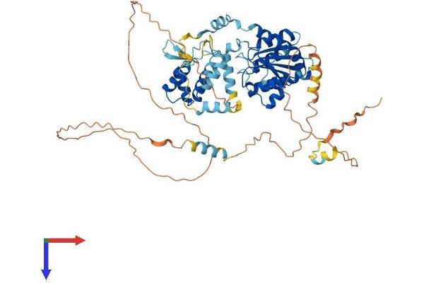 ORC2 Protein (AA 1-576) (His tag)