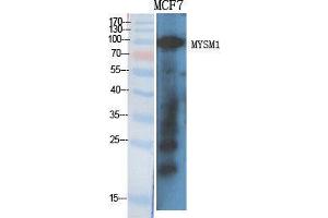 Western Blot (WB) analysis of specific cells using MYSM1 Polyclonal Antibody. (MYSM1 Antikörper  (Internal Region))