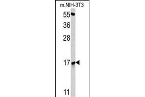 Western blot analysis of RBM3 antibody (Center) (ABIN391593 and ABIN2841522) in NIH-3T3 cell line lysates (35 μg/lane). (RBM3 Antikörper  (AA 55-84))