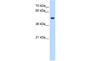 STYK1 antibody used at 0. (STYK1 Antikörper  (C-Term))