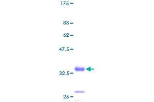RPL38 Protein (AA 1-70) (GST tag)