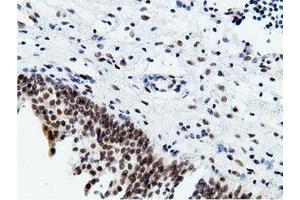 Image no. 13 for anti-EPM2A (Laforin) Interacting Protein 1 (EPM2AIP1) antibody (ABIN1498047) (EPM2AIP1 Antikörper)