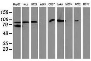 Image no. 2 for anti-Gephyrin (GPHN) antibody (ABIN1498431) (Gephyrin Antikörper)
