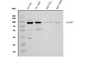 Western blot analysis of KHSRP using anti-KHSRP antibody (ABIN7599776).