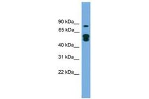KIAA1609 Antikörper  (N-Term)