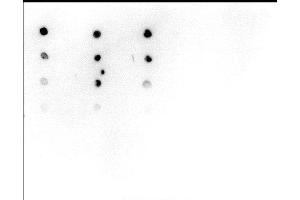 Dot Blot analysis was performed with peptides containing a variety of histone modifications and the unmodified H4. (Histone H4 Antikörper  (acLys5))