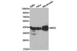 Western Blotting (WB) image for anti-Mitogen-Activated Protein Kinase Kinase 2 (MAP2K2) antibody (ABIN1873604) (MEK2 Antikörper)