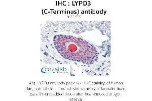 Image no. 1 for anti-LY6/PLAUR Domain Containing 3 (LYPD3) (C-Term) antibody (ABIN1736619) (LYPD3 Antikörper  (C-Term))