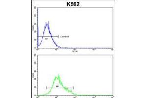 Flow cytometric analysis of k562 cells (bottom histogram) compared to a negative control cell (top histogram). (PPID Antikörper  (N-Term))