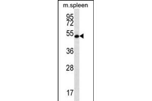 RNF8 Antibody (C-term) (ABIN657354 and ABIN2846404) western blot analysis in mouse spleen tissue lysates (35 μg/lane).