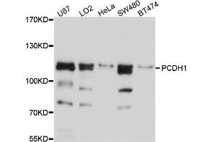 Western blot analysis of extract of various cells, using PCDH1 antibody. (Protocadherin 1 Antikörper)