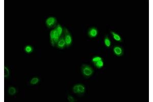Immunofluorescence staining of HepG2 cells with ABIN7169445 at 1:166, counter-stained with DAPI. (SHF Antikörper  (AA 1-159))