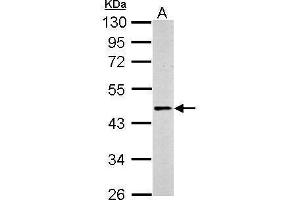 WB Image Sample (30 ug of whole cell lysate) A: PC-12 10% SDS PAGE antibody diluted at 1:500